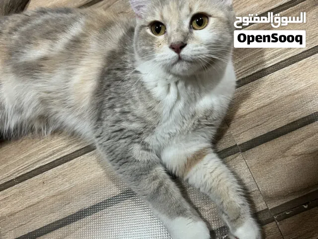 British ...... Female.. very friendly