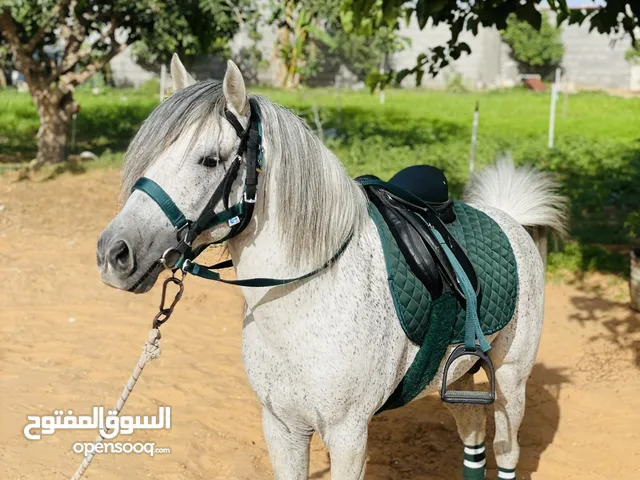 حصان بوني للبيع