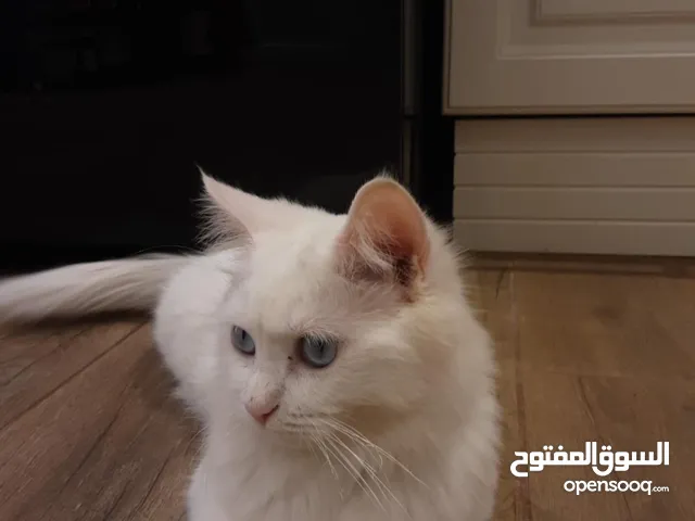 أنثى شيرازي للبيع