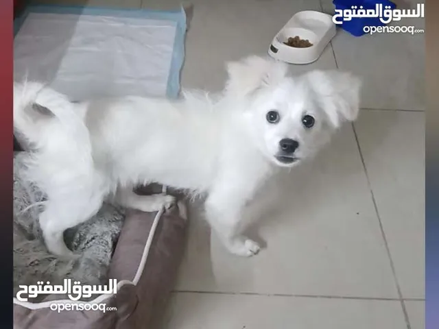 كلاب كلب ذكر لولو  وكلب انثى لولو فوكس العمر 4 شهور  ماخذين مطاعيم اليفات اقرأ المزيد