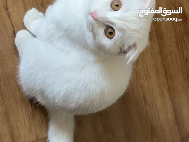 سكوتش 8 شهور
