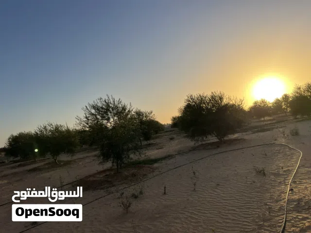 4000 م كزيوني