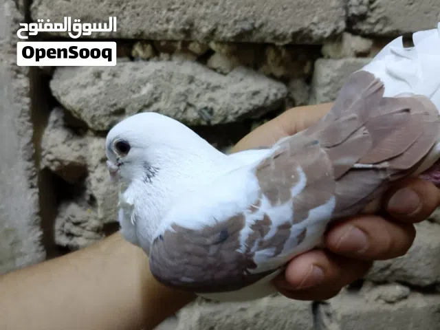 متاح فحل ارفلي