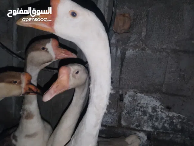 بط كوبرا الزوج