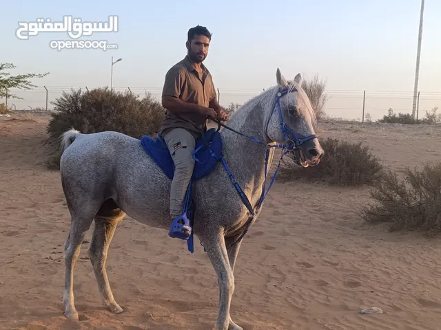Horse For Sale