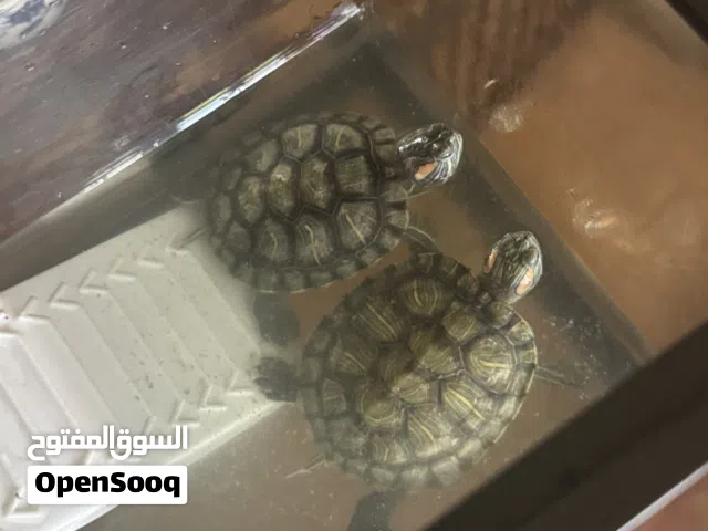 سلاحف للبيع مائيات