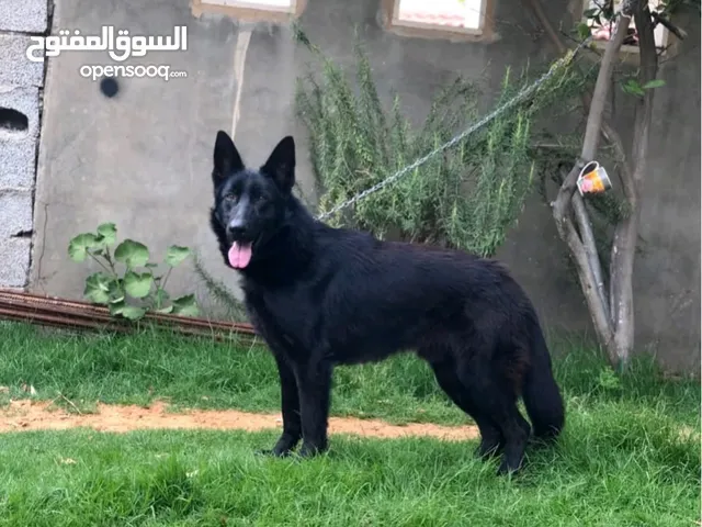 رويال بلاك