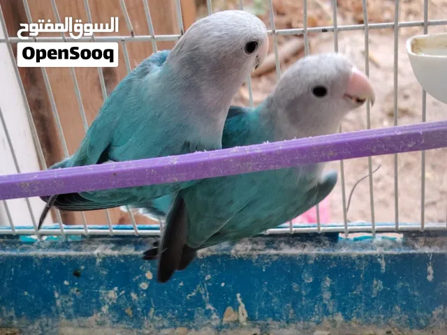 بسم الله ما شاء الله جواز روز شغاله 100% كله منتج للبيع