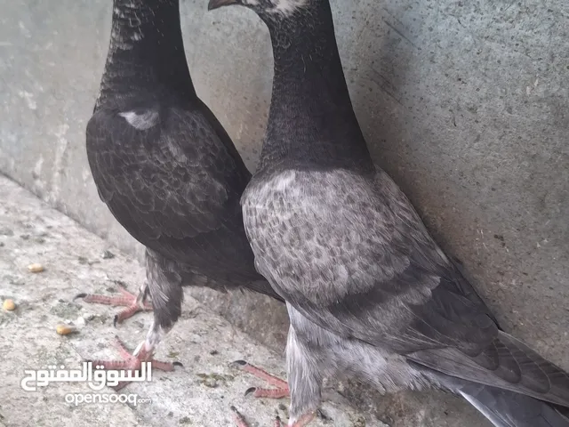 فراخ و جوز