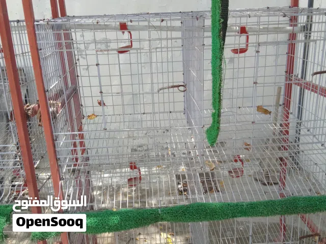 اقفاصهللطيور ودجاج