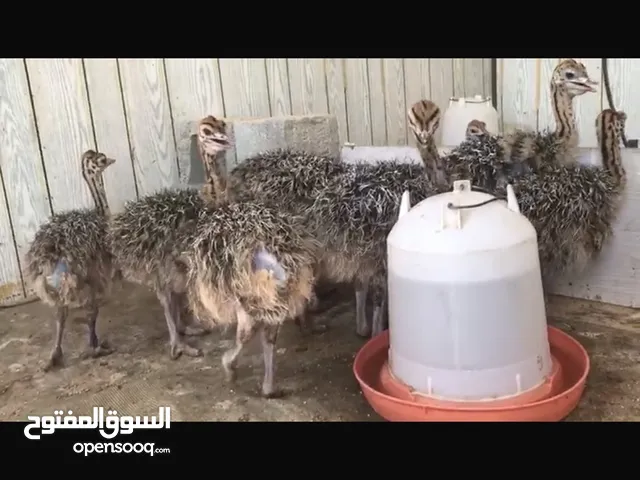 البيع نعام افريقي العمر 40 يوم