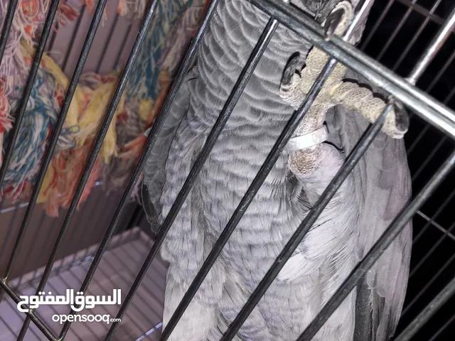 للبيع كاسكو مواليد 2023