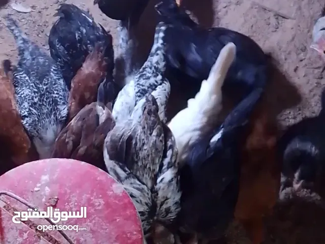 متوفر دجاج للبيع عربي الله يبارك