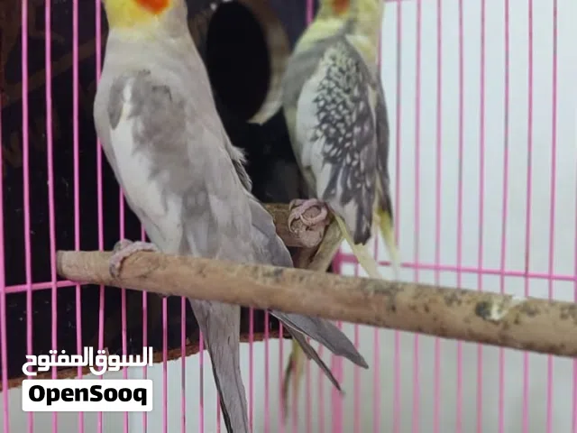 عدي هاي الطيور للبيع الزوج  هنه وقفصهم وذا الزوجين  هنا وقفاصم كل زوج قفص