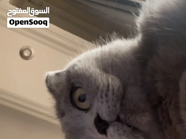 قطط سكوتش فولد