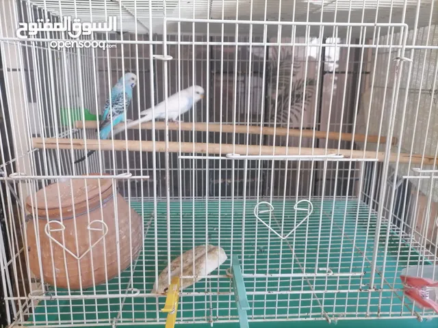 زوج بادجي Budgie Pair