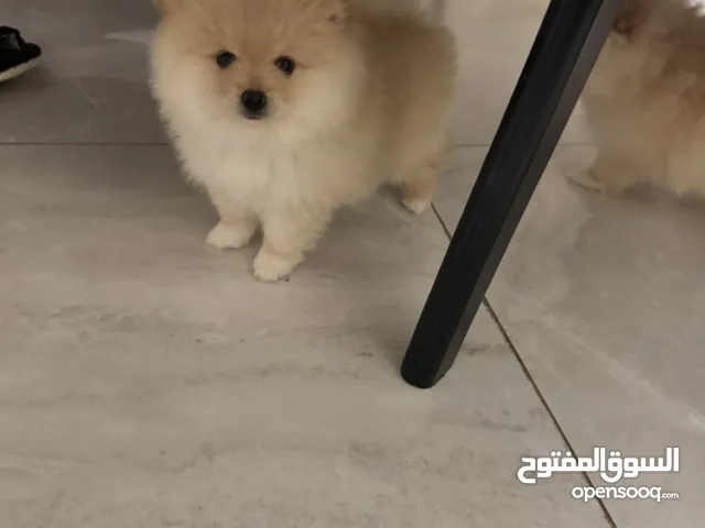 كلاب بومرينيان بيور اعمارهم اقل من شهرين