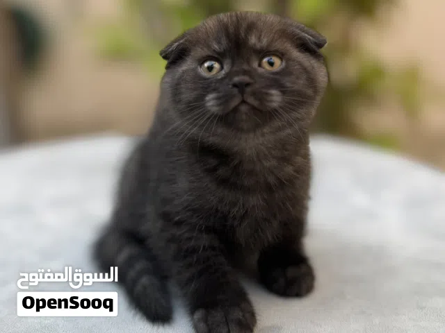 ب.ع قطط سكوتش فولد& ستريت