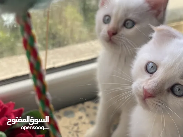 قطط صغيره سكوتش فولد وتركش عمرهم 50 يوم تقريبا لعوبات ومتعودين على اللتر بوكس