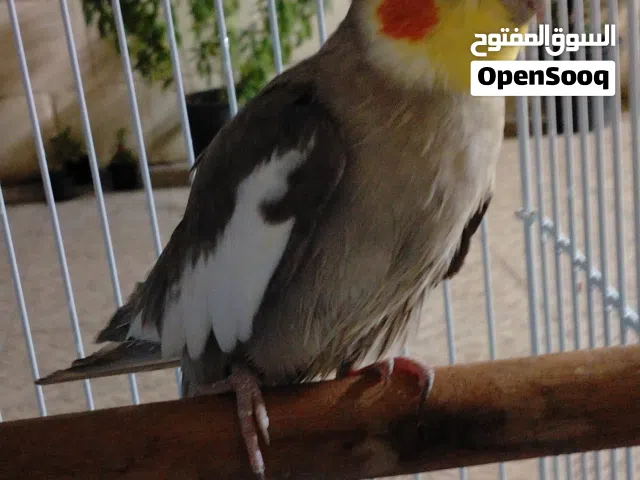 coktail  bird male