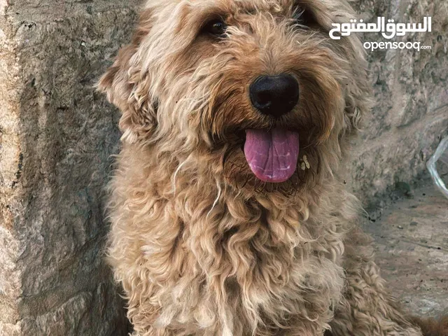 جولدن دودل اف للبيع بسعر مغري أو للبدل