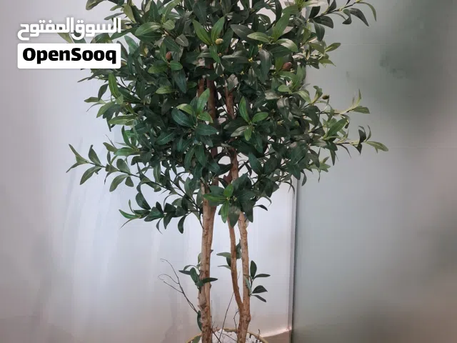 Premium Artificial Plant - Olive Tree - Modern Living Room Decoration - Excellent Condition