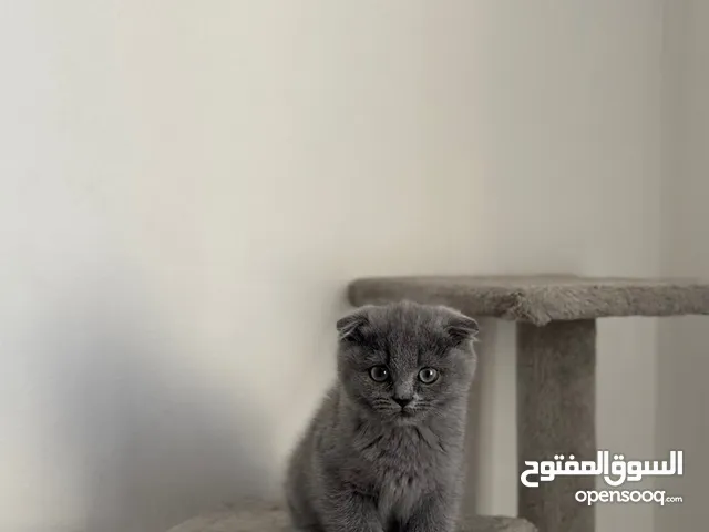 Female Grey Scottish Fold Kitten – 4 Months Old