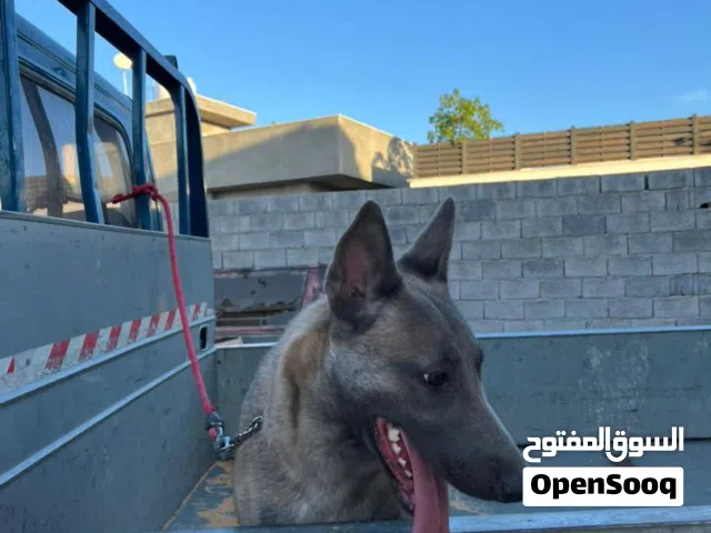 كلاب ملينوا