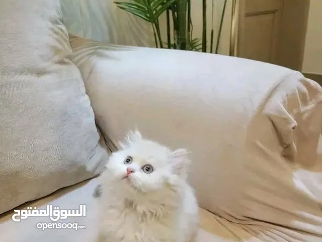 قطط شيرازي