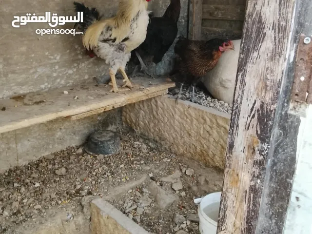 دجاج بلدي بياض عدد ثلاته مع ديك