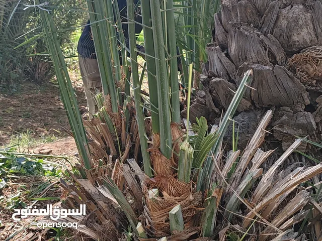فسائل نخيل جاهزه للبيه وباحجام متعدده.