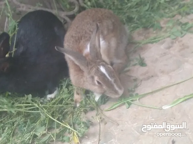 ارانب للبيع عررررررررررطه يوجد لدينا الوان المنطقة عدن المنصوره الارانب نضيفه ولا يوجد فيها ايه عيب
