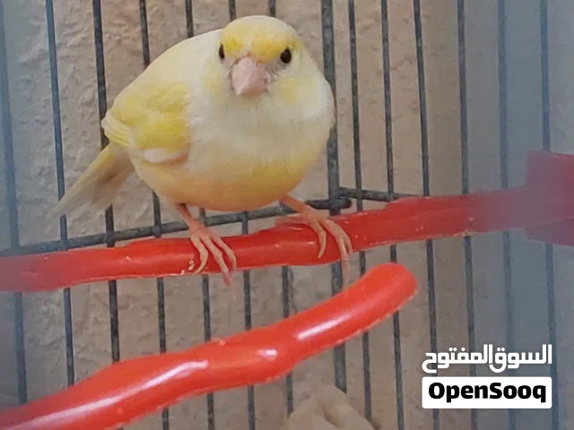 كناري انثى