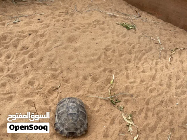 سلحفاة العمر تقريباً العمر 1.5او2