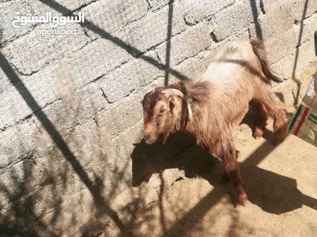 تيس عماني أصل عمره سنتين