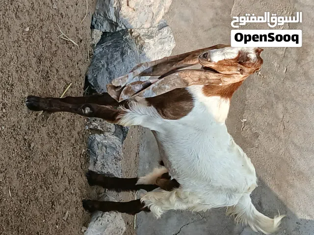 صلاح منصور عبده سعد الاغبري