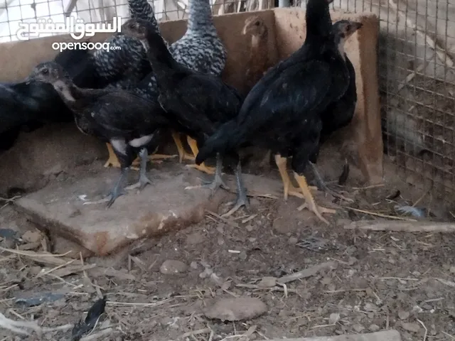 دجاج باكستاني 7