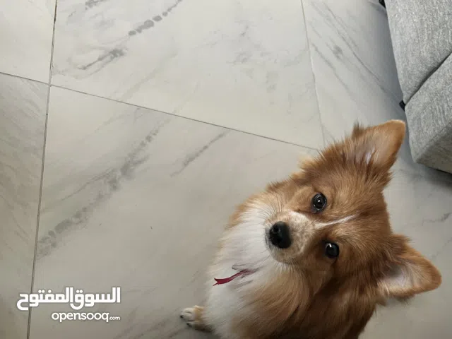 كل بوميرانيان 8 شهور انثى اليفة جداً