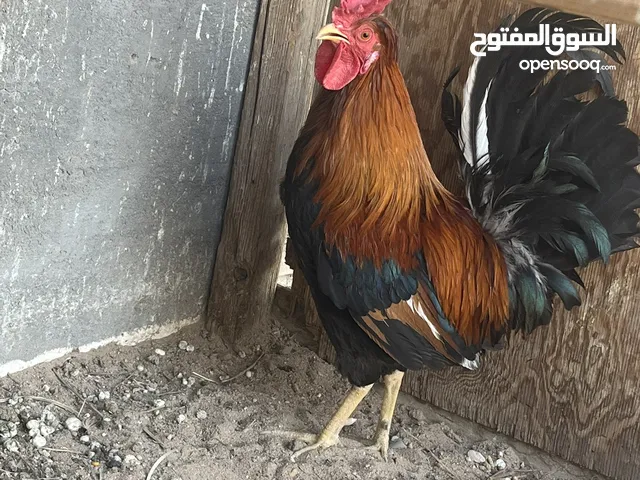 ديج ترثه كويتي