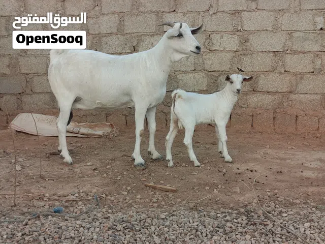شاه مهجنة برقوت وشاه اثيوبيه