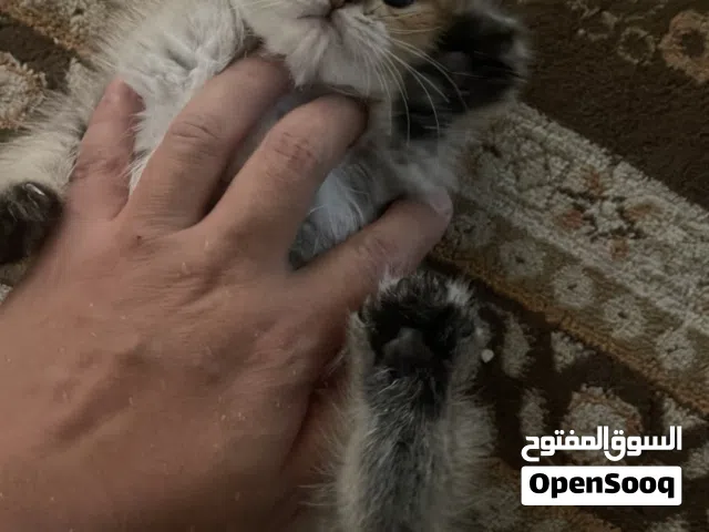 اسكوتش جولد