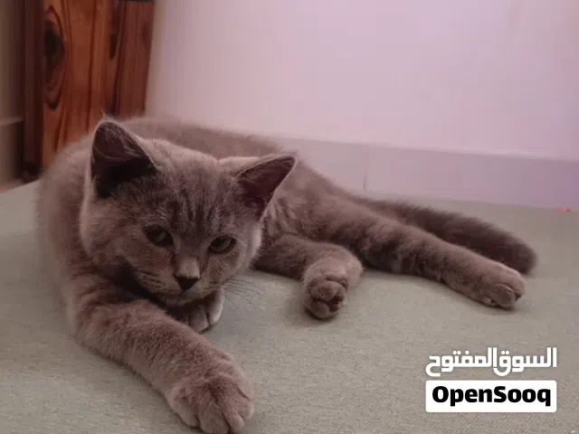 للبيع قط ذكر سكوتش استريت