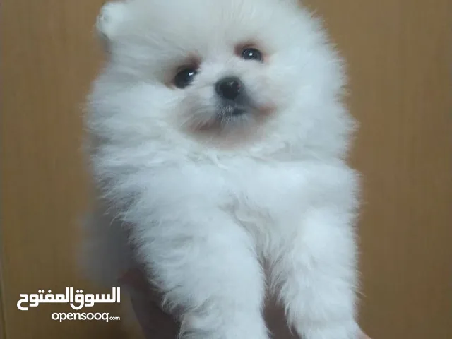 gorgeous Pomeranian