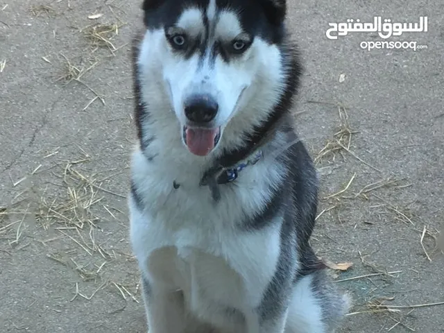 مطلوب كلب هاسكي عرطه صغيرا