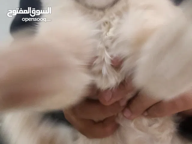 قط شيرازي ذكر لون بيج روعه العمر اقل من سنه أقر الوصف