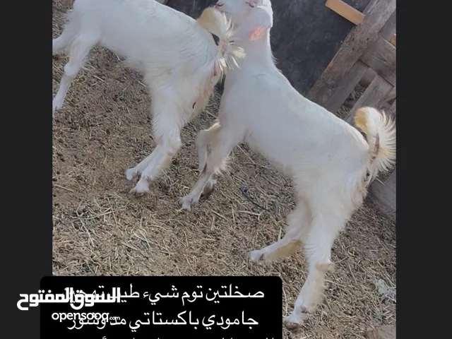 صخلات توم انتاج طيب