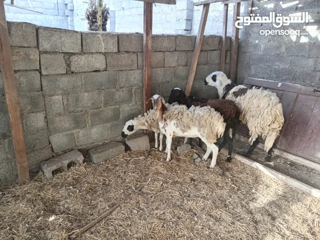 جعد وكبش عماني نجدي تهجين