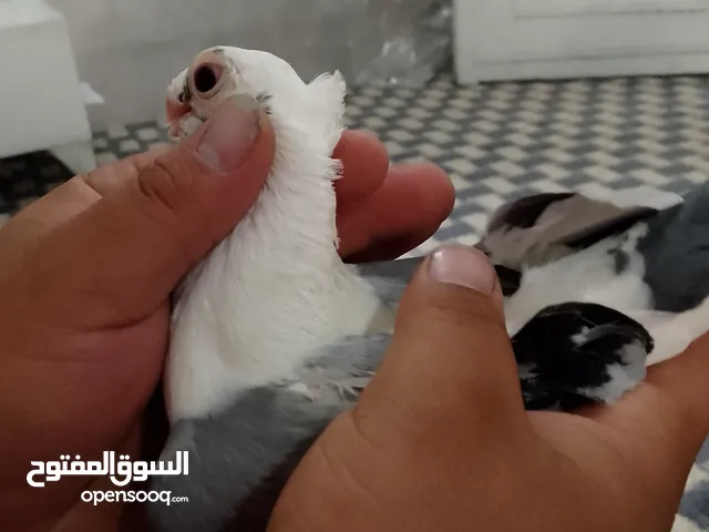 طيره اسطنبوليه بصلى على نبي