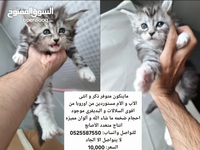 قطط ماينكون مستوردة مستويات قوية جدا mainecoon Maine coon من سلالات أوروبية ماين كون