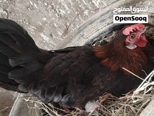 متاح دجاجة عربية كافة